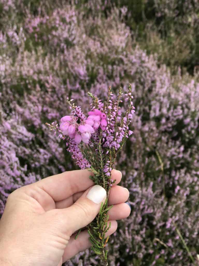 Heather (just like in Outlander)