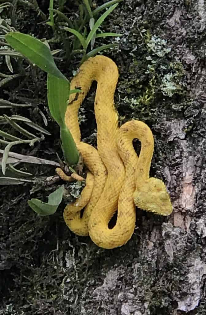 Costa Rica pit viper