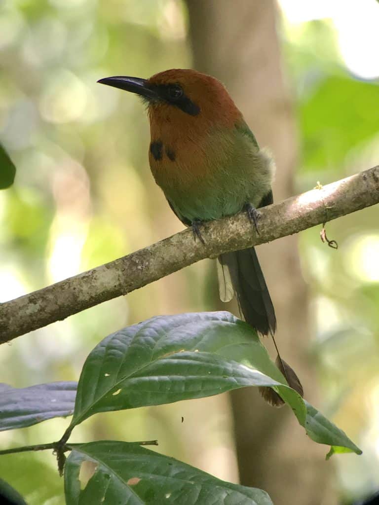 Costa Rica bird