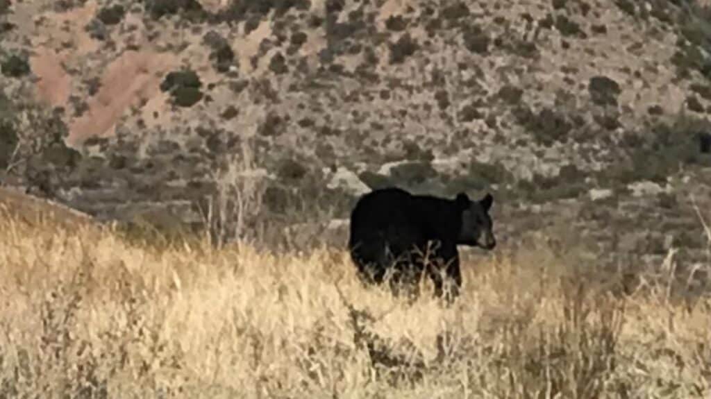 Bears Big bend National Park