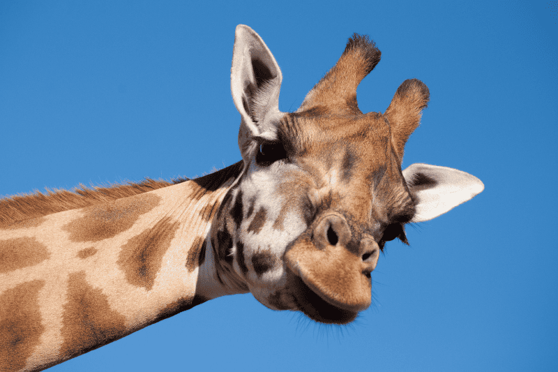 fun things to do in dallas texas